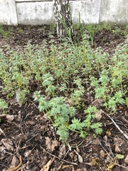 Lamium amplexicaule orientale