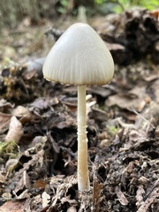 Coprinopsis marcescibilis