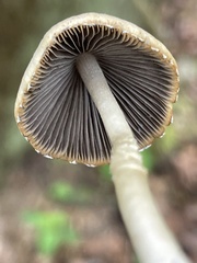 Coprinopsis marcescibilis