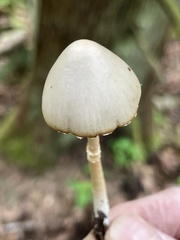 Coprinopsis marcescibilis