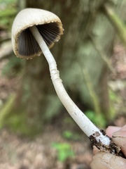 Coprinopsis marcescibilis