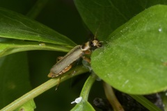 Metacantharis clypeata