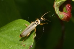 Metacantharis clypeata