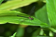 Austroargiolestes amabilis