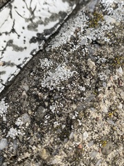 Myriolecis semipallida