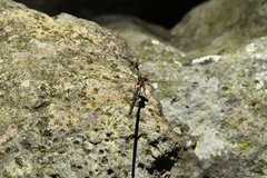 Austroargiolestes amabilis