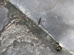 Gerris latiabdominis