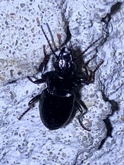 Bothriopterus