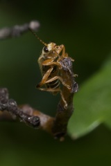 Metacantharis clypeata
