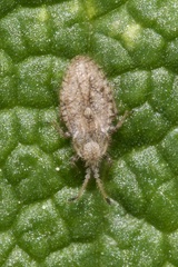 Lasiacantha capucina