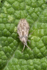 Lasiacantha capucina