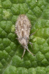 Lasiacantha capucina