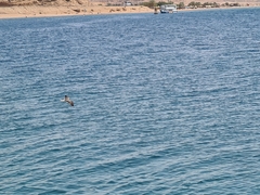 Ichthyaetus leucophthalmus