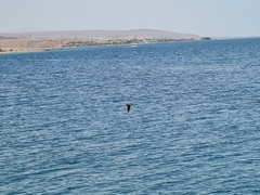 Ichthyaetus leucophthalmus