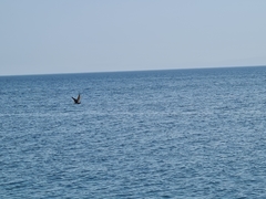 Ichthyaetus leucophthalmus