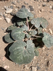 Eriogonum deflexum deflexum