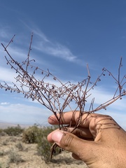 Eriogonum deflexum deflexum
