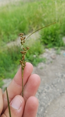 Juncus compressus