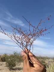 Eriogonum deflexum deflexum