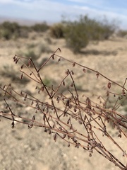 Eriogonum deflexum deflexum