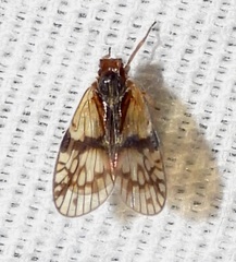 Bothriocera maculata