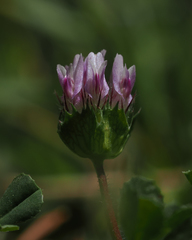 Trifolium grayi