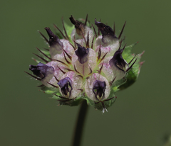 Trifolium grayi