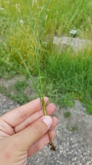 Juncus compressus