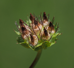 Trifolium grayi