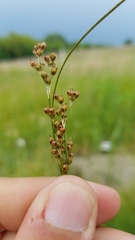 Juncus compressus