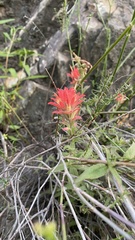 Castilleja martini