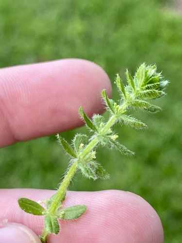 Piedmont bedstraw (Cruciata pedemontana)