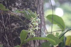 Prosthechea trulla