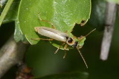 Metacantharis clypeata