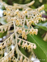 Hopea odorata