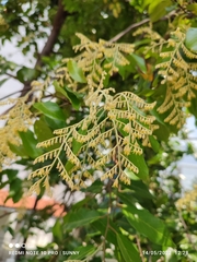 Hopea odorata