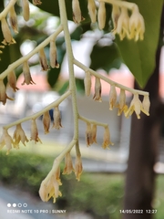 Hopea odorata