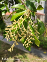Hopea odorata