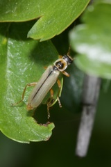 Metacantharis clypeata