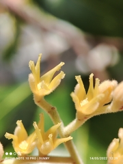 Hopea odorata