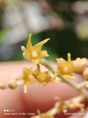 Hopea odorata
