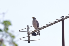 Rupornis magnirostris