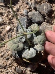 Eriogonum deflexum deflexum