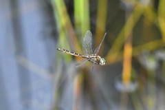 Procordulia jacksoniensis