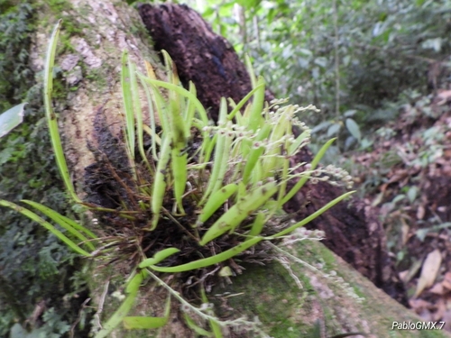 Soconuscana Orchid