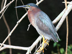 Butorides virescens image