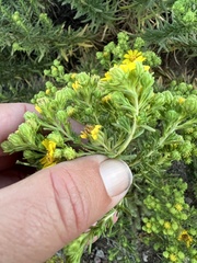 Deinandra greeneana peninsularis