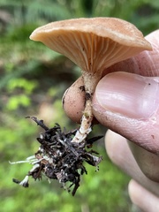 Rhizocybe