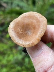 Rhizocybe