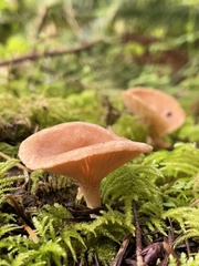 Rhizocybe